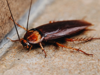 cockroach control homapp