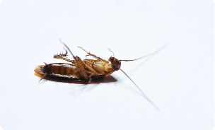 #cockroach pest control homapp